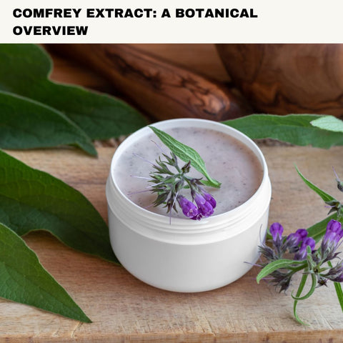 Comfrey Extract: A Botanical Overview