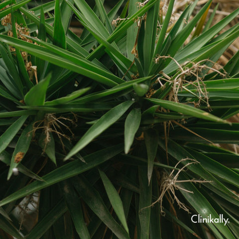 Exploring the Link Between Saw Palmetto and Hair Loss Myth or Reality
