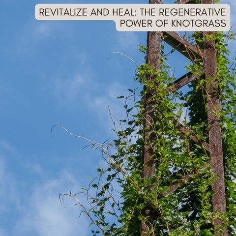 Revitalize and Heal: The Regenerative Power of Knotgrass