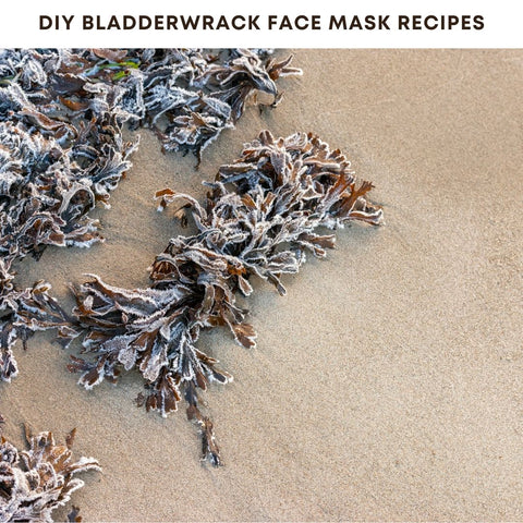 DIY Bladderwrack Face Mask Recipes