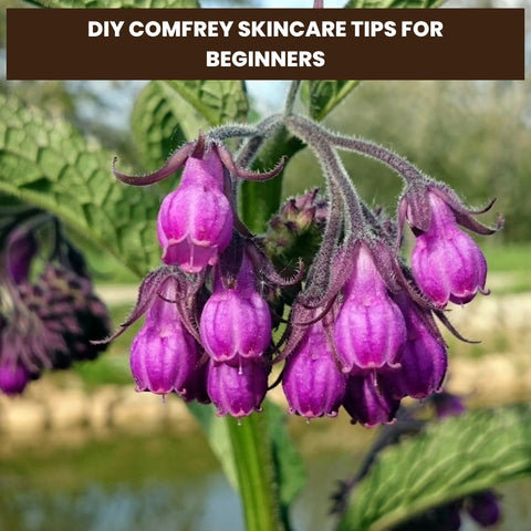 DIY Comfrey Skincare Tips for Beginners