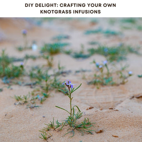 DIY Delight: Crafting Your Own Knotgrass Infusions