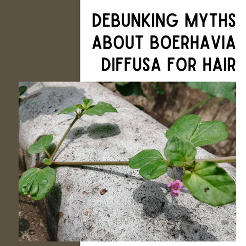 Debunking Myths About Boerhavia Diffusa for Hair