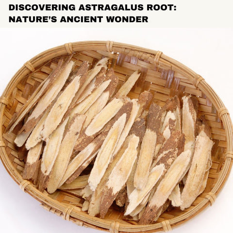 Discovering Astragalus Root: Nature’s Ancient Wonder