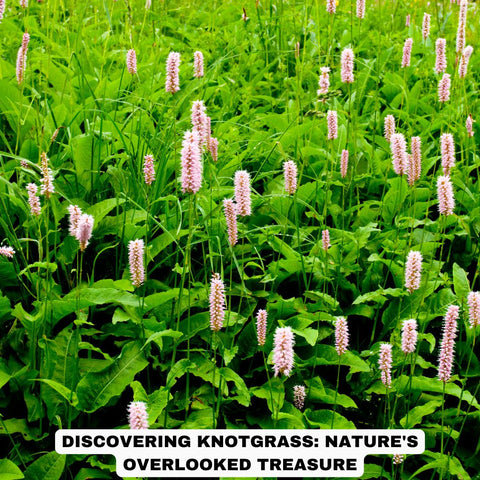 Discovering Knotgrass: Nature's Overlooked Treasure