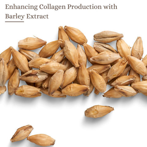 Enhancing Collagen Production with Barley Extract