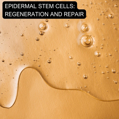 Epidermal Stem Cells: Regeneration and Repair
