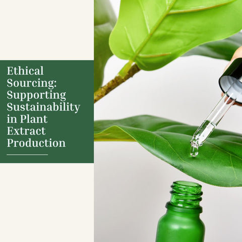 Ethical Sourcing: Supporting Sustainability in Plant Extract Production