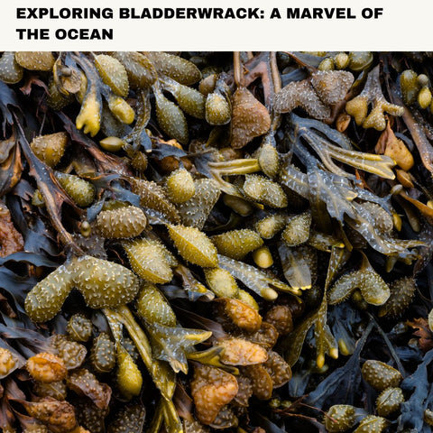 Exploring Bladderwrack: A Marvel of the Ocean