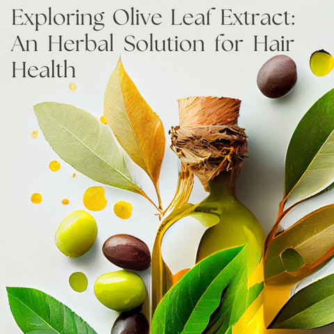 Exploring Olive Leaf Extract: An Herbal Solution for Hair Health
