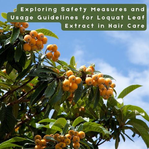 Exploring Safety Measures and Usage Guidelines for Loquat Leaf Extract in Hair Care