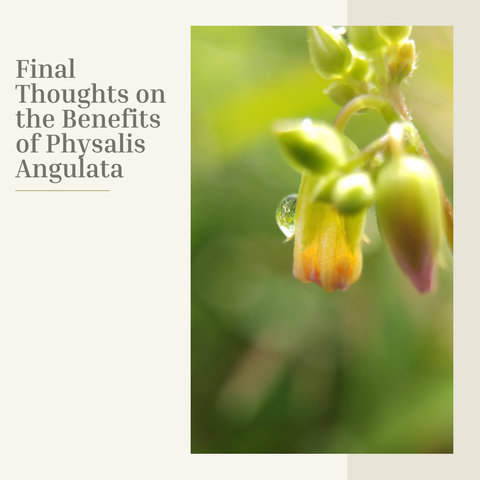 Final Thoughts on the Benefits of Physalis Angulata
