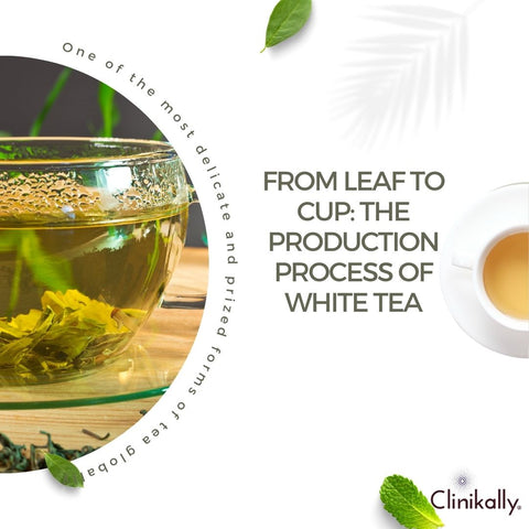 The Art of White Tea: How It Differs from Green and Black Tea