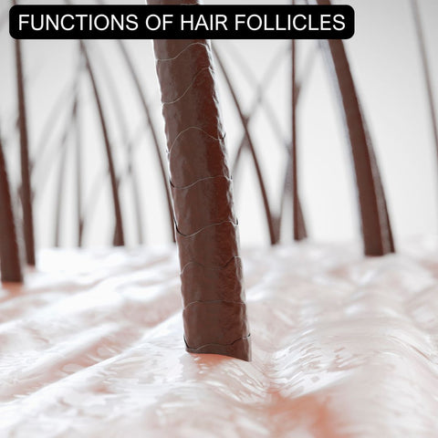 Functions of Hair Follicles