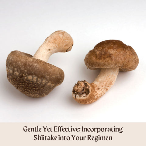 Gentle Yet Effective: Incorporating Shiitake into Your Regimen