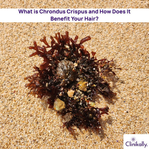 What is Chrondus Crispus and How Does It Benefit Your Hair?