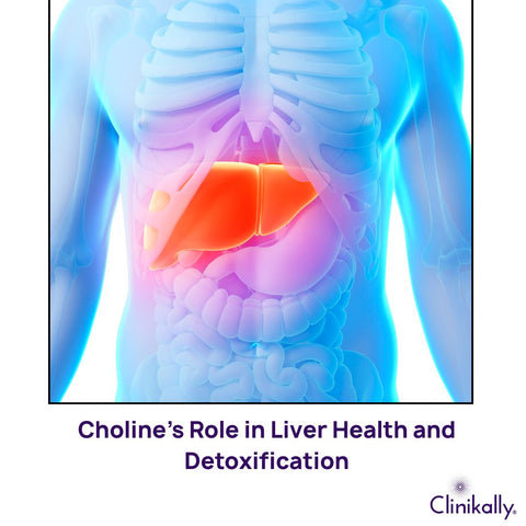 Choline’s Role in Liver Health and Detoxification