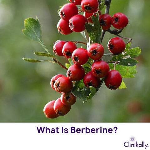 What Is Berberine?