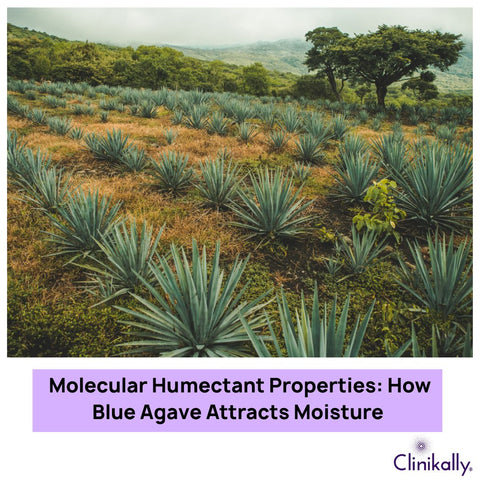 Molecular Humectant Properties: How Blue Agave Attracts Moisture
