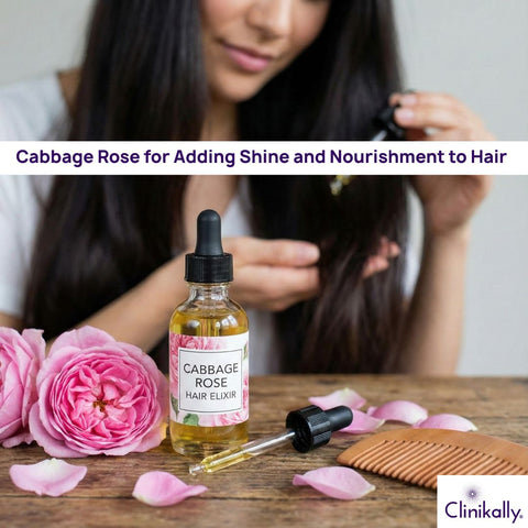 Cabbage Rose for Adding Shine and Nourishment to Hair