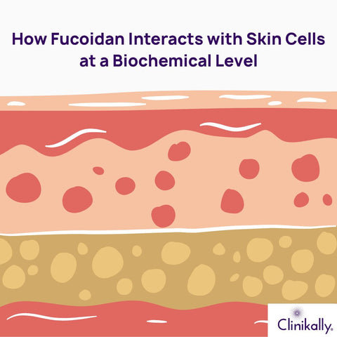 How Fucoidan Interacts with Skin Cells at a Biochemical Level