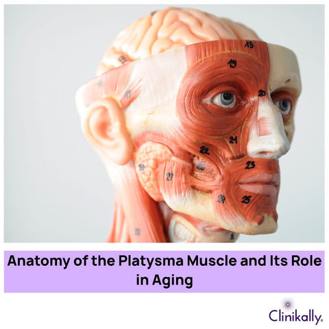 Anatomy of the Platysma Muscle and Its Role in Aging