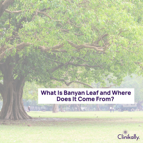What Is Banyan Leaf and Where Does It Come From?