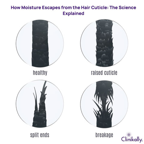 How Moisture Escapes from the Hair Cuticle: The Science Explained