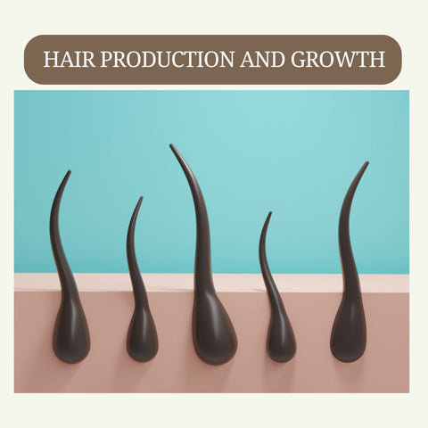 Hair Production and Growth