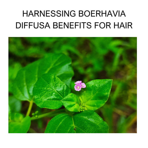 Harnessing Boerhavia Diffusa Benefits for Hair