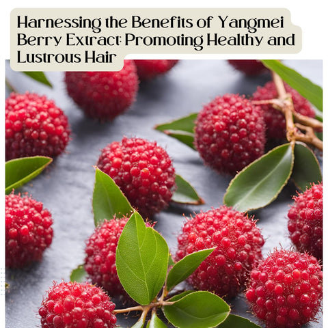 Harnessing the Benefits of Yangmei Berry Extract: Promoting Healthy and Lustrous Hair