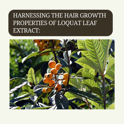 Harnessing the Hair Growth Properties of Loquat Leaf Extract: Stimulating Follicle Activity