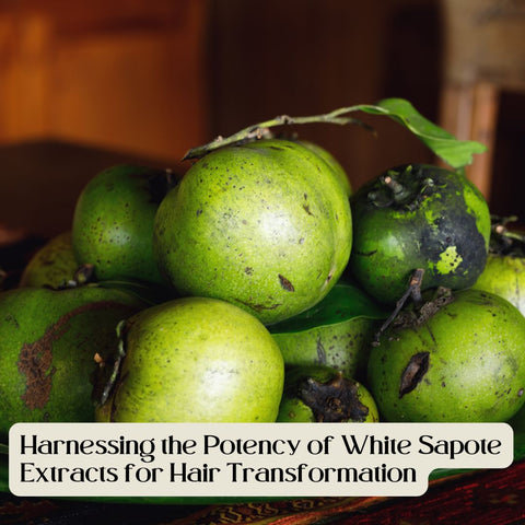 Harnessing the Potency of White Sapote Extracts for Hair Transformation