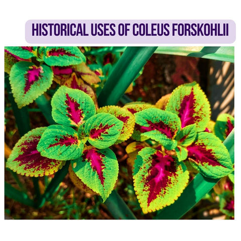 Historical Uses of Coleus Forskohlii