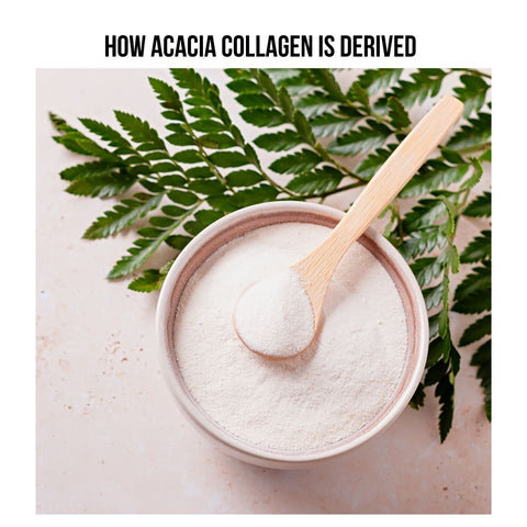 How Acacia Collagen is Derived