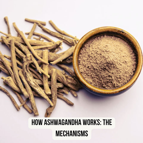 How Ashwagandha Works: The Mechanisms