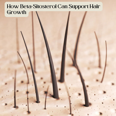 How Beta-Sitosterol Can Support Hair Growth