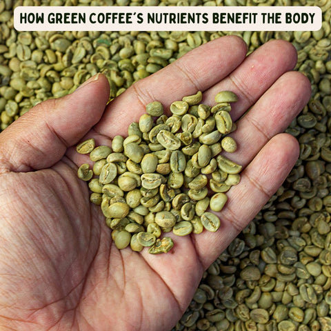 How Green Coffee's Nutrients Benefit the Body