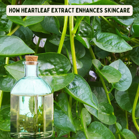 How Heartleaf Extract Enhances Skincare