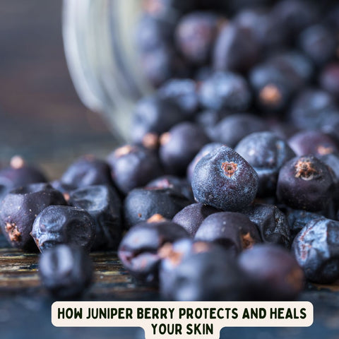 How Juniper Berry Protects and Heals Your Skin