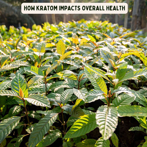 How Kratom Impacts Overall Health