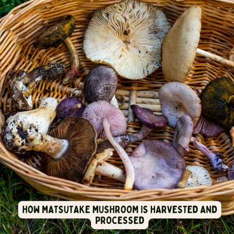 How Matsutake Mushroom is Harvested and Processed