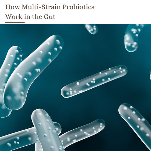 How Multi-Strain Probiotics Work in the Gut