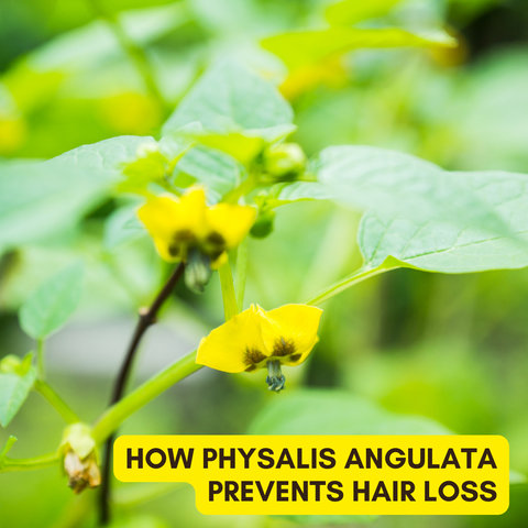 How Physalis Angulata Prevents Hair Loss