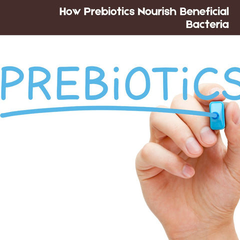 How Prebiotics Nourish Beneficial Bacteria