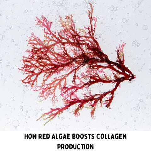 How Red Algae Boosts Collagen Production