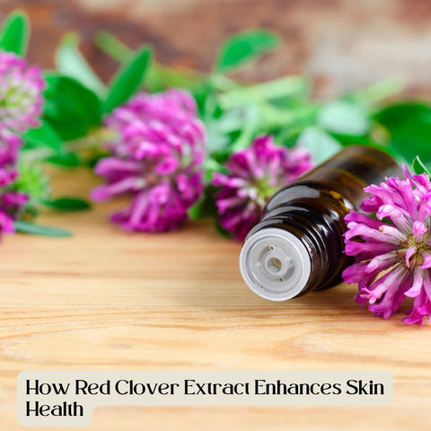 How Red Clover Extract Enhances Skin Health