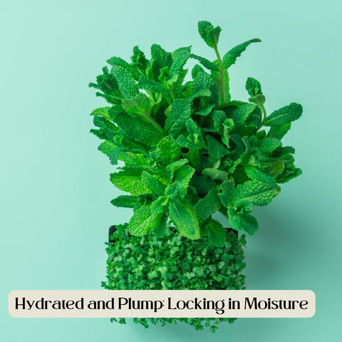Hydrated and Plump: Locking in Moisture