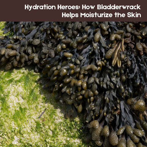 Hydration Heroes: How Bladderwrack Helps Moisturize the Skin