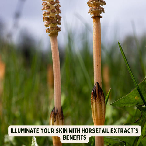 Illuminate Your Skin with Horsetail Extract's Benefits